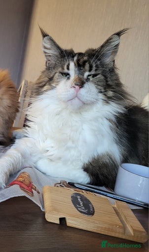 Gallery Image {{count}}