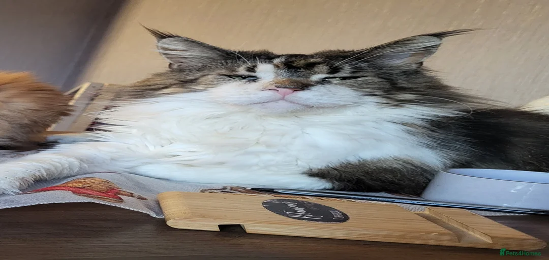 Gallery Image {{count}}