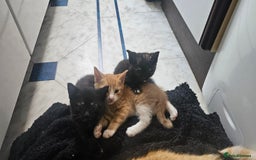 British Shorthair cats for sale: 4 Beautiful Kittens - Image 15