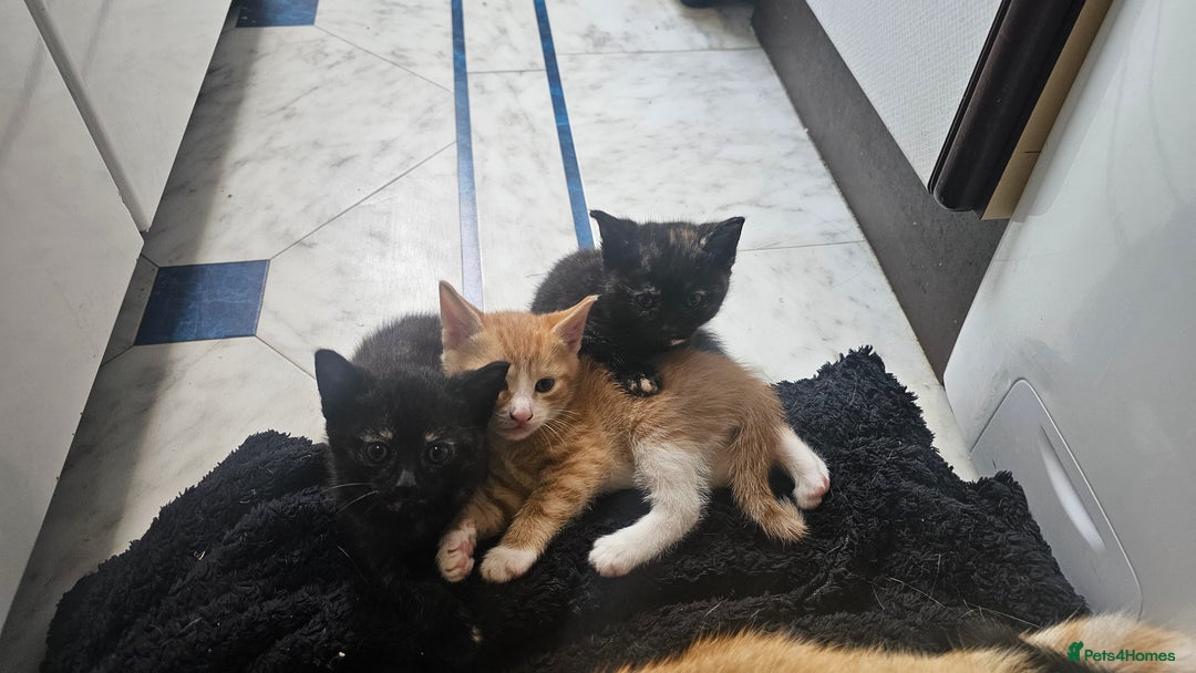 British Shorthair cats for sale: 4 Beautiful Kittens - Image 15