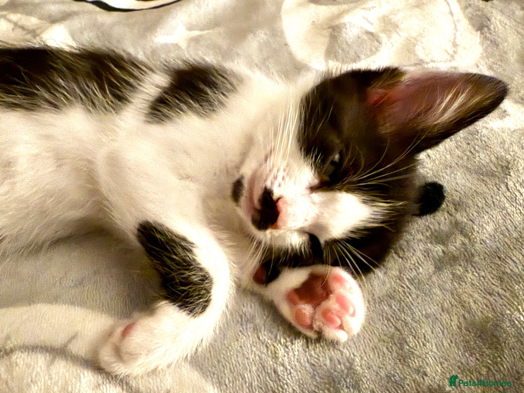 Mixed Breed cats for sale: 4 gorgeous tabby kittens - Image 7