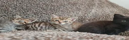 Mixed Breed cats for sale: Kittens for sale  - Advert 20