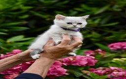 British Shorthair cats for sale: Champion sired Golden Colourpoint Kittens  - Image 20