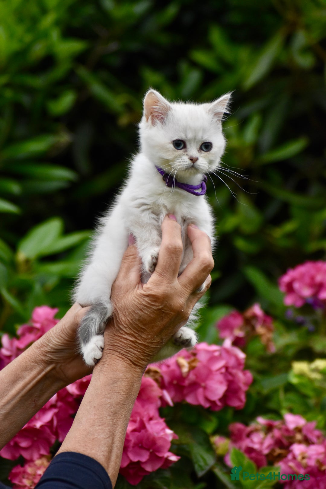 British Shorthair cats for sale: Champion sired Golden Colourpoint Kittens  - Image 20