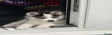 Pomsky Puppy 2