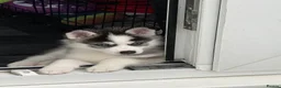 Pomsky dogs for sale: Pomsky puppies - Advert 3