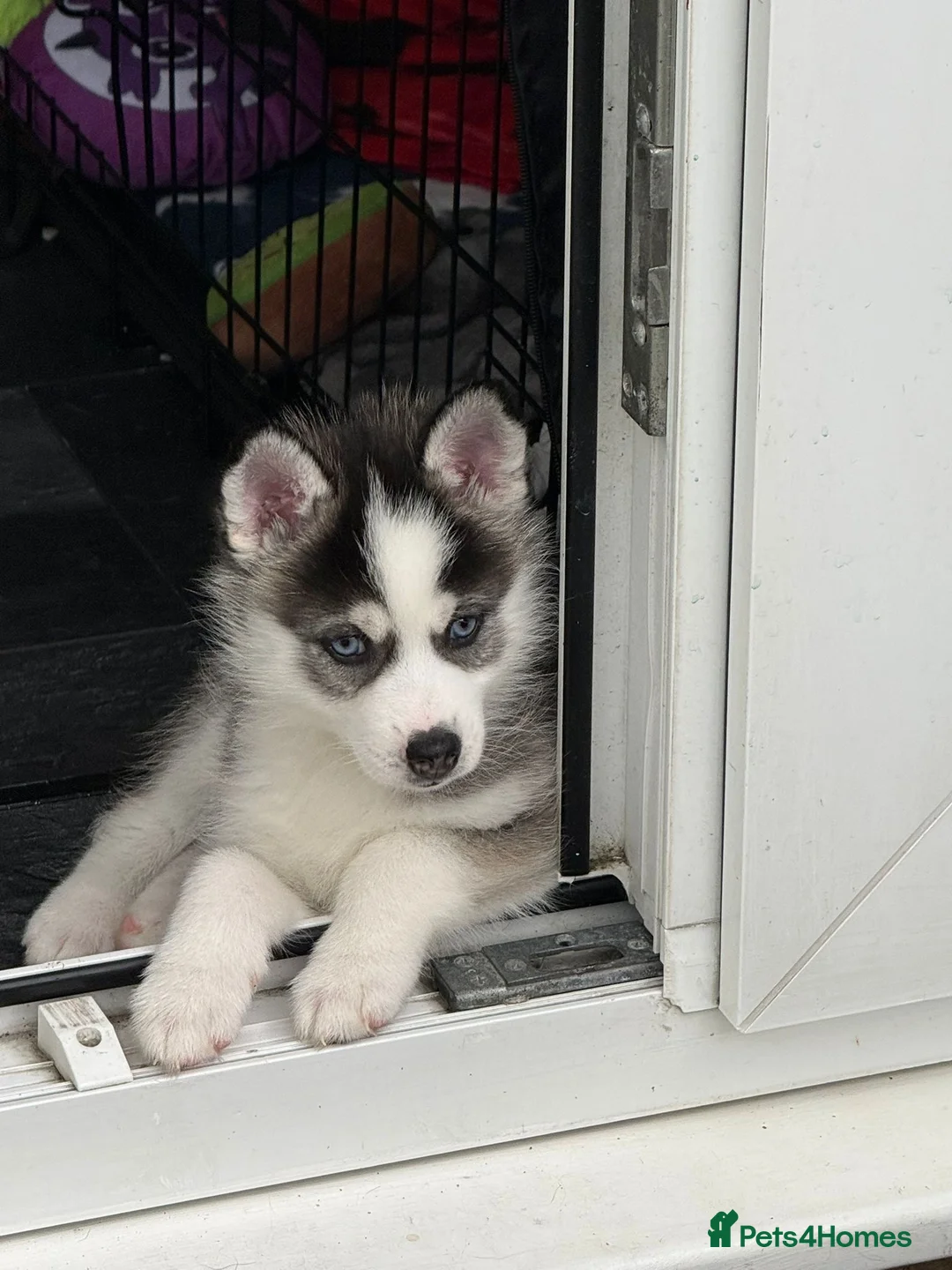 Pomsky dogs for sale: Pomsky puppies - Advert 3