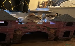 Mixed Breed cats for sale: Pearl 🫧 - Image 22