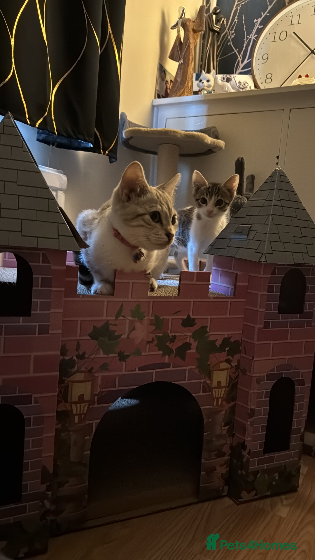 Mixed Breed cats for sale: Pearl 🫧 - Image 22