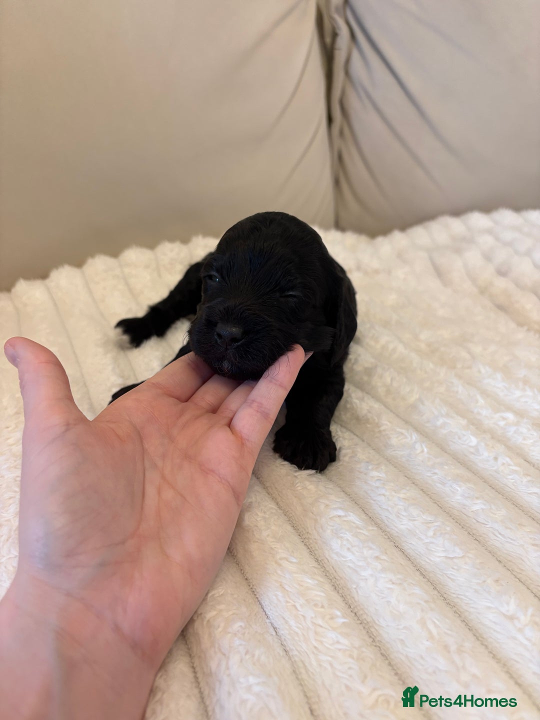 Cockapoo dogs for sale: Cockapoo litter  - Advert 25