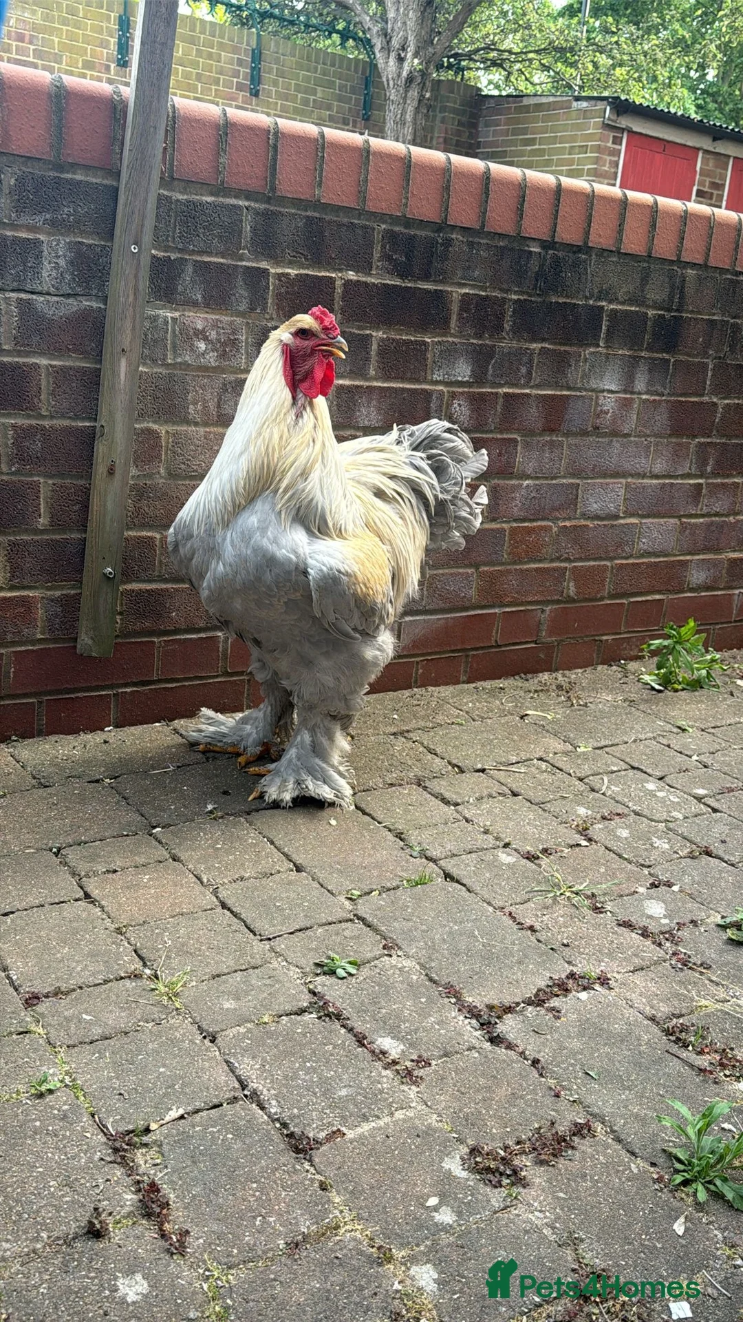 Chickens poultry for sale: Brahma  - Advert 2