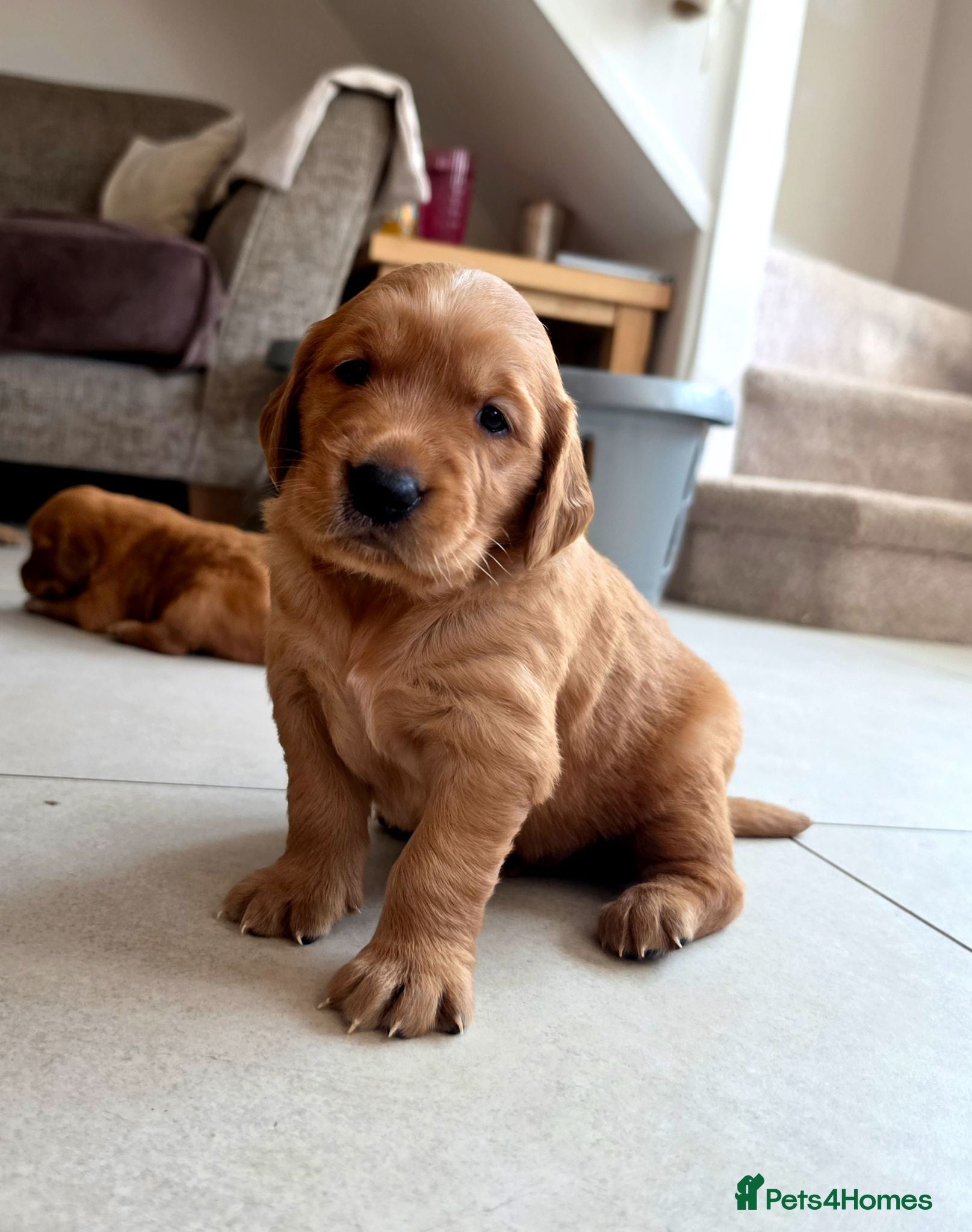 Golden Retriever dogs Stunning dark working golden retriever puppies - Advert 2