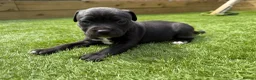Staffordshire Bull Terrier dogs for sale: Staffordshire bull terriers for sale  - Advert 21