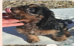 Cockapoo dogs for sale: Cockapoo puppies f1 Rare exceptional litter!!!!♥️ - Image 12