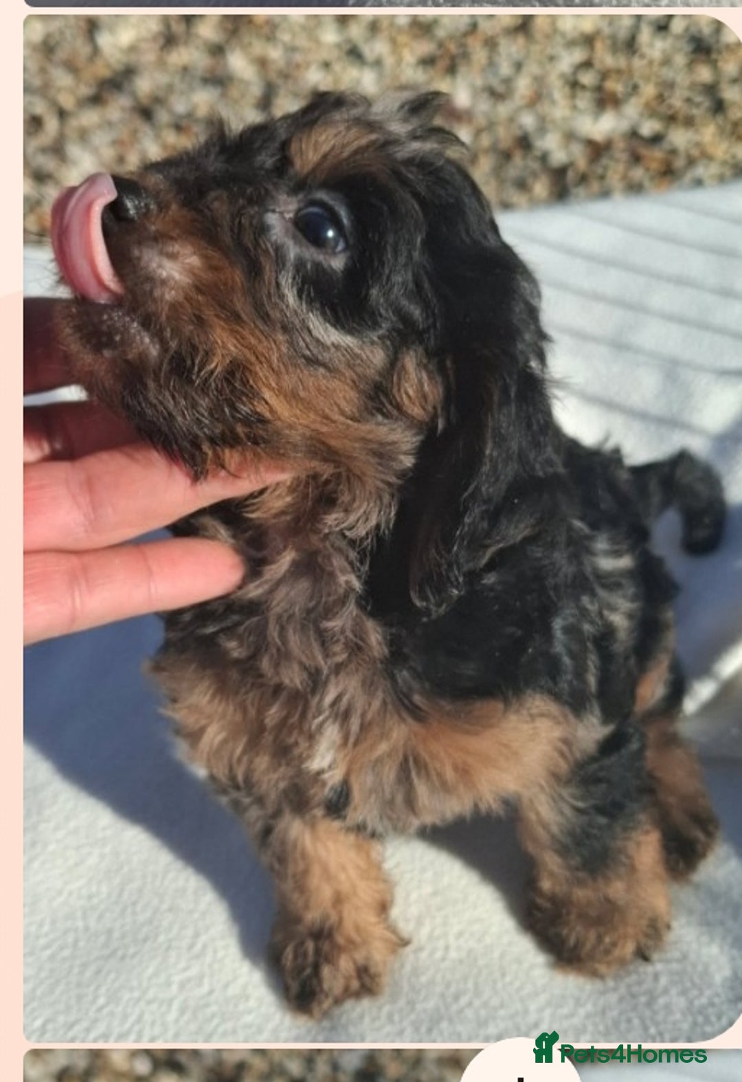 Cockapoo dogs for sale: Cockapoo puppies f1 Rare exceptional litter!!!!♥️ - Image 12