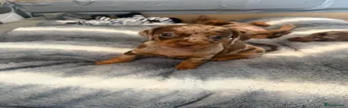 Miniature Dachshund 4