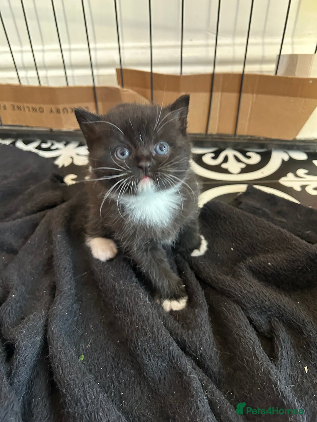 British Shorthair cats for sale: British Shorthair kittens for sale - Image 17