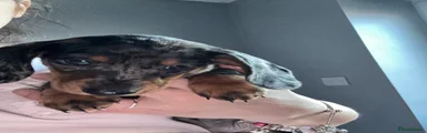 Dachshund Puppy 5