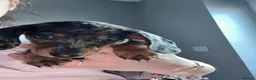 Dachshund dogs for sale: 🩷🩷🩷 DACHSHUNDS GIRLS 🩷🩷🩷 - Advert 13