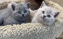 British Shorthair cats for sale: Gorgeous BSH Kittens  - Image 7