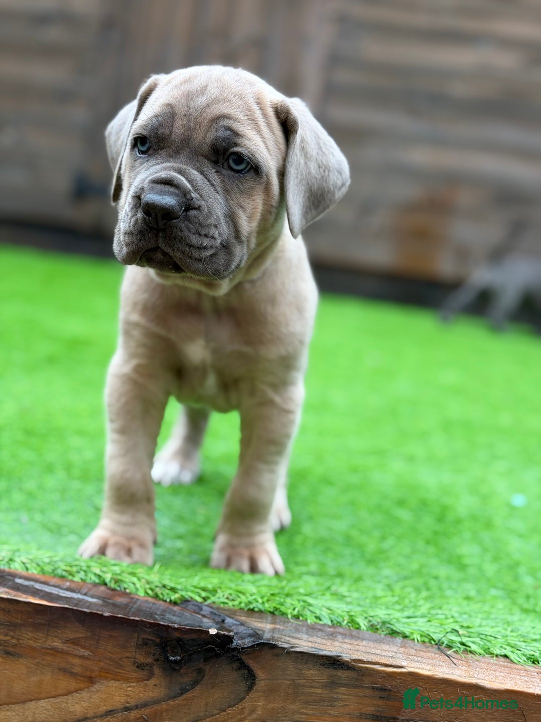 Cane Corso dogs for sale: ICCF Registered Cane Corsos  - Advert 35
