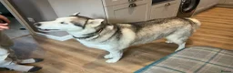 Siberian Husky dogs for sale: Ford the 3 year old husky - Advert 7