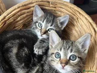 Mixed Breed cats Kittens for sale - Advert 4