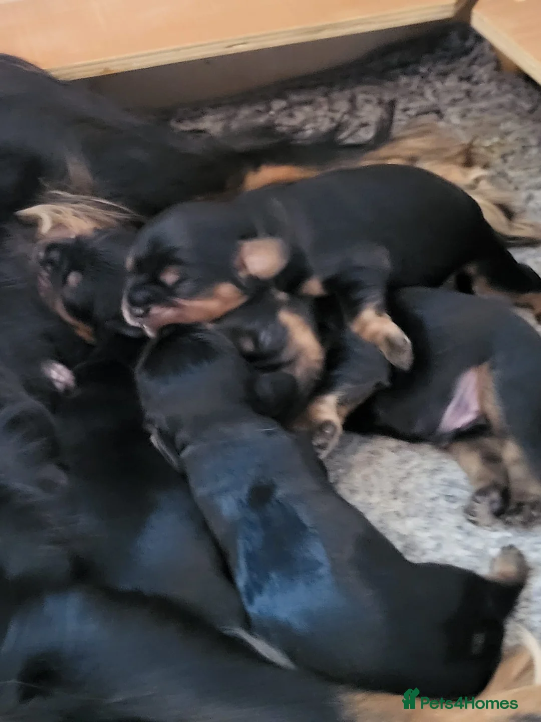 Cavalier King Charles Spaniel dogs for stud: HEALTH TESTED KC REG RUBY in Wigan - Advert 10