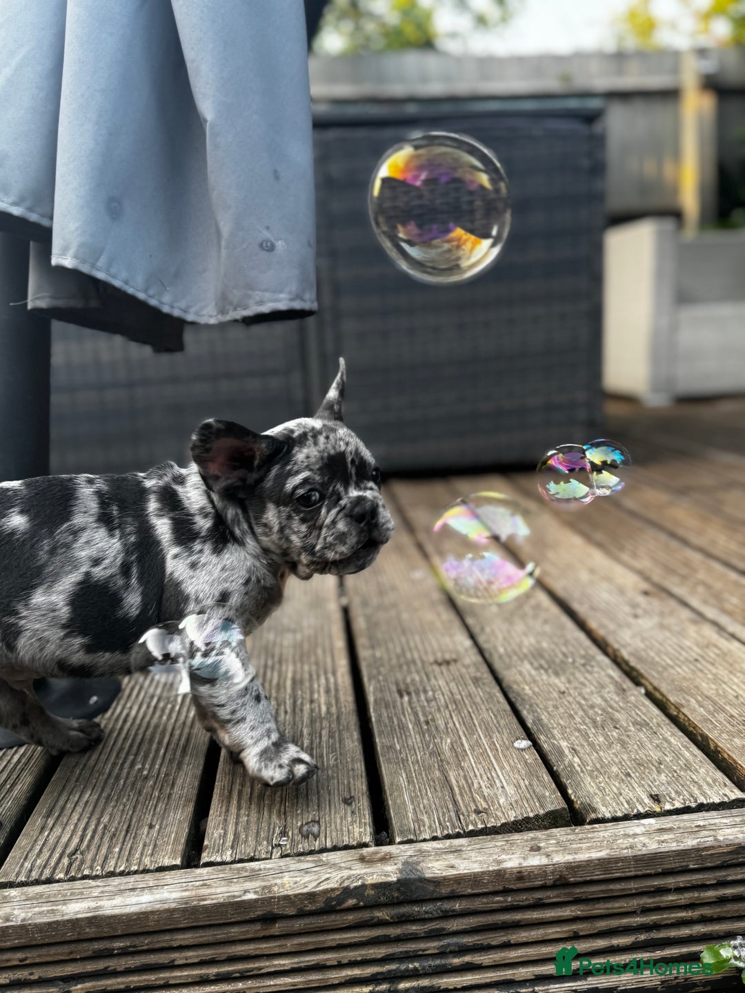 French Bulldog dogs for sale: Merle french bulldog - Image 2