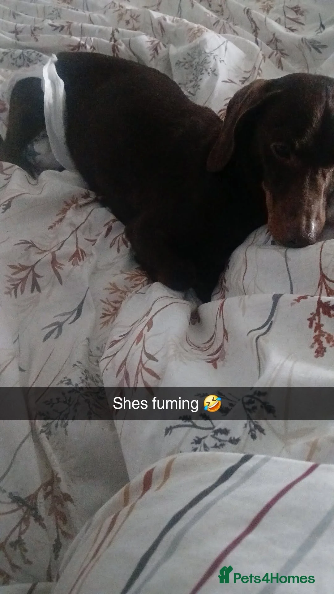 Dachshund dogs for sale: 3 year old little girl  - Advert 2