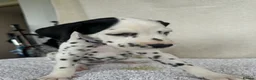 Dalmatian dogs for sale: Dalmatian Puppies  - Advert 20