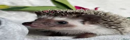Pygmy Hedgehog rodents for sale: African Pygmy Hedgehog Ethically Bred Girl  - Advert 1