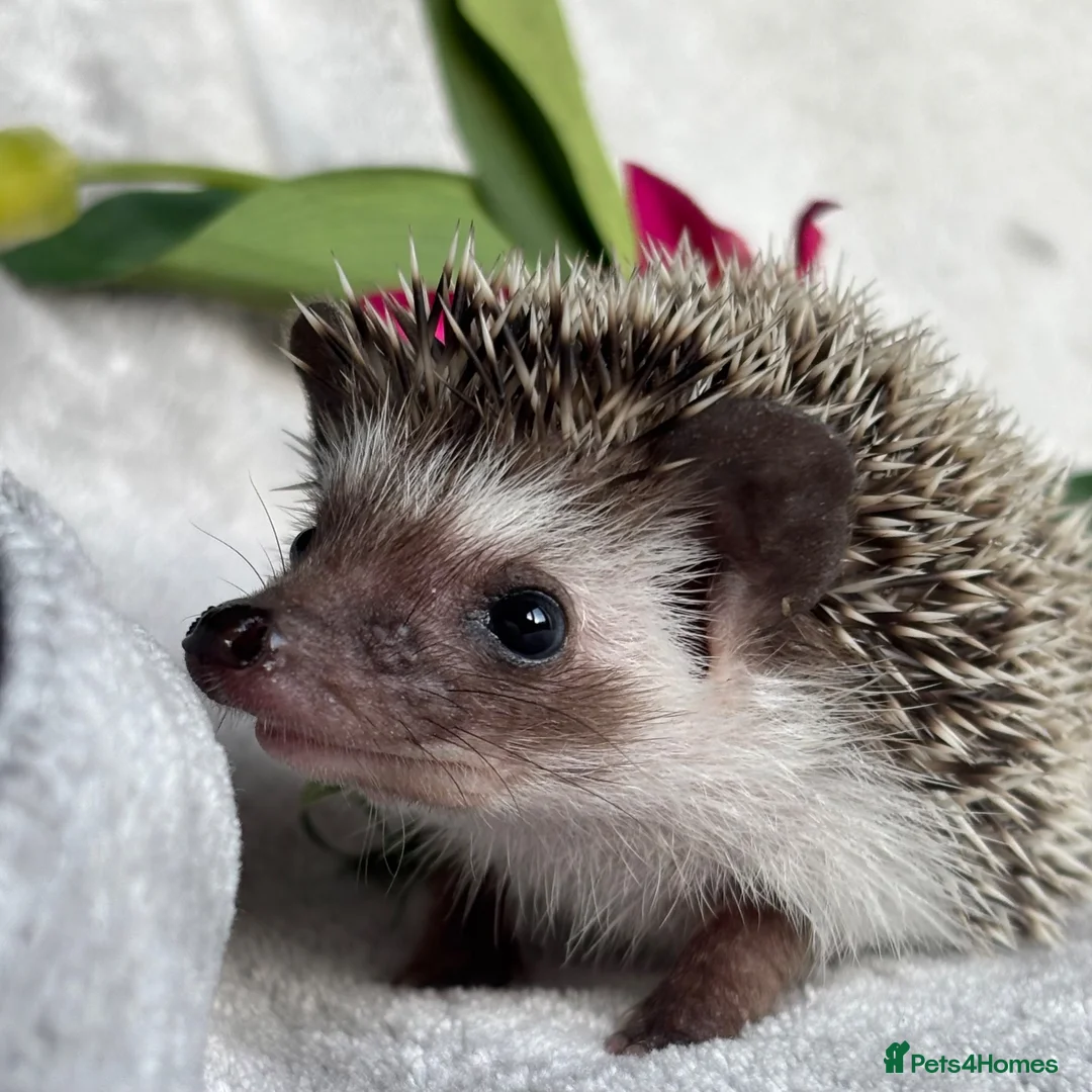 Pygmy Hedgehog rodents for sale: African Pygmy Hedgehog Ethically Bred Girl  - Advert 1