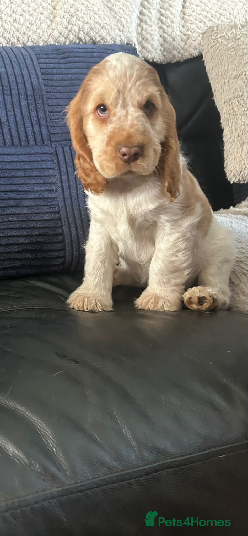 Cocker Spaniel dogs Kc reg show type cockers - Advert 1
