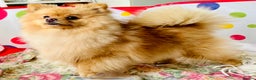 Pomeranian dogs for sale: Lovely Pomeranian puppies  in Sudbury - Advert 1