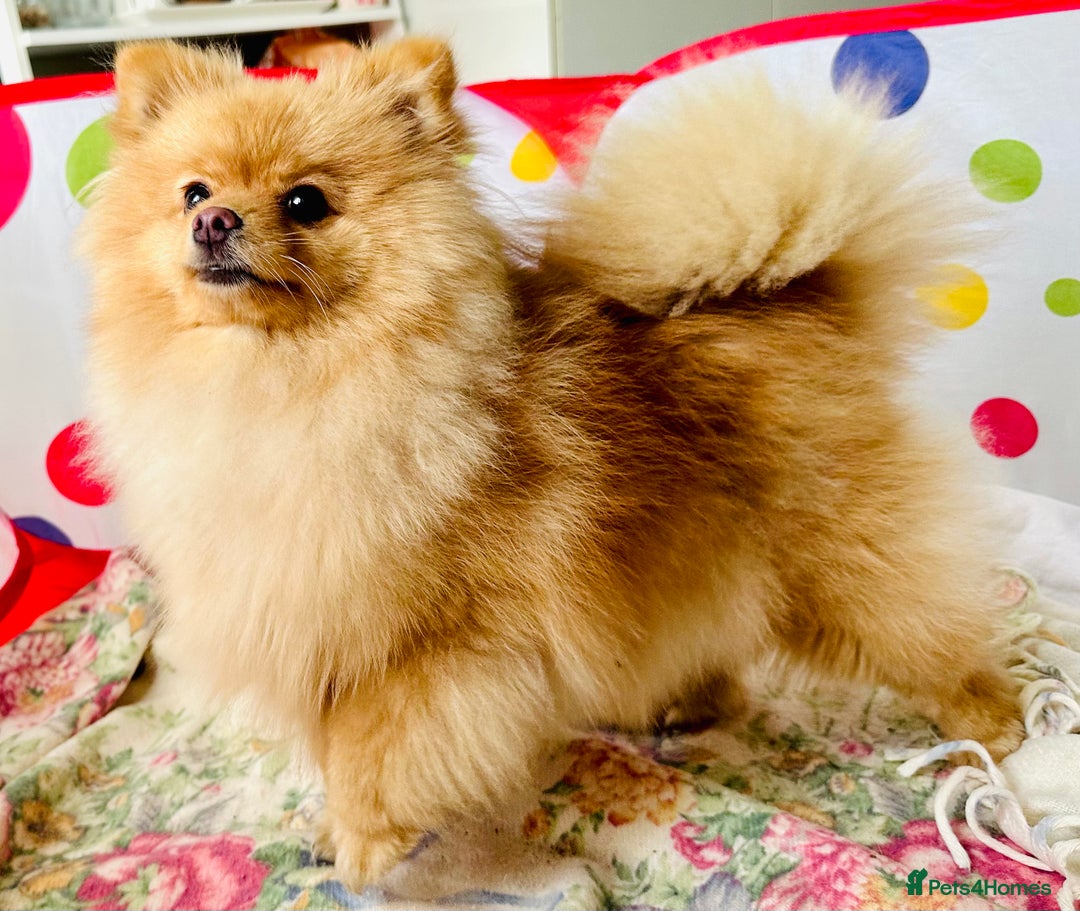 Pomeranian dogs for sale: Lovely Pomeranian puppies  in Sudbury - Advert 1