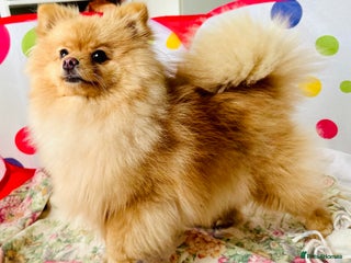 Pomeranian dogs Lovely Pomeranian puppies in Sudbury - Advert 8