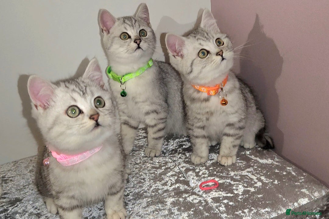 British Shorthair cats for sale: 🏆 Pedigree Silver British Shorthair Kittens 🏆 - Advert 9