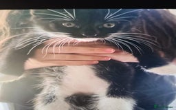 Mixed Breed cats for sale: 2 female kittens left! - Image 3
