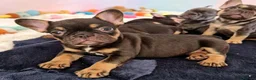 French Bulldog dogs for sale: ⭐️⭐️⭐️⭐️⭐️Coco&Nero⭐️⭐️⭐️⭐️⭐️ - Advert 6