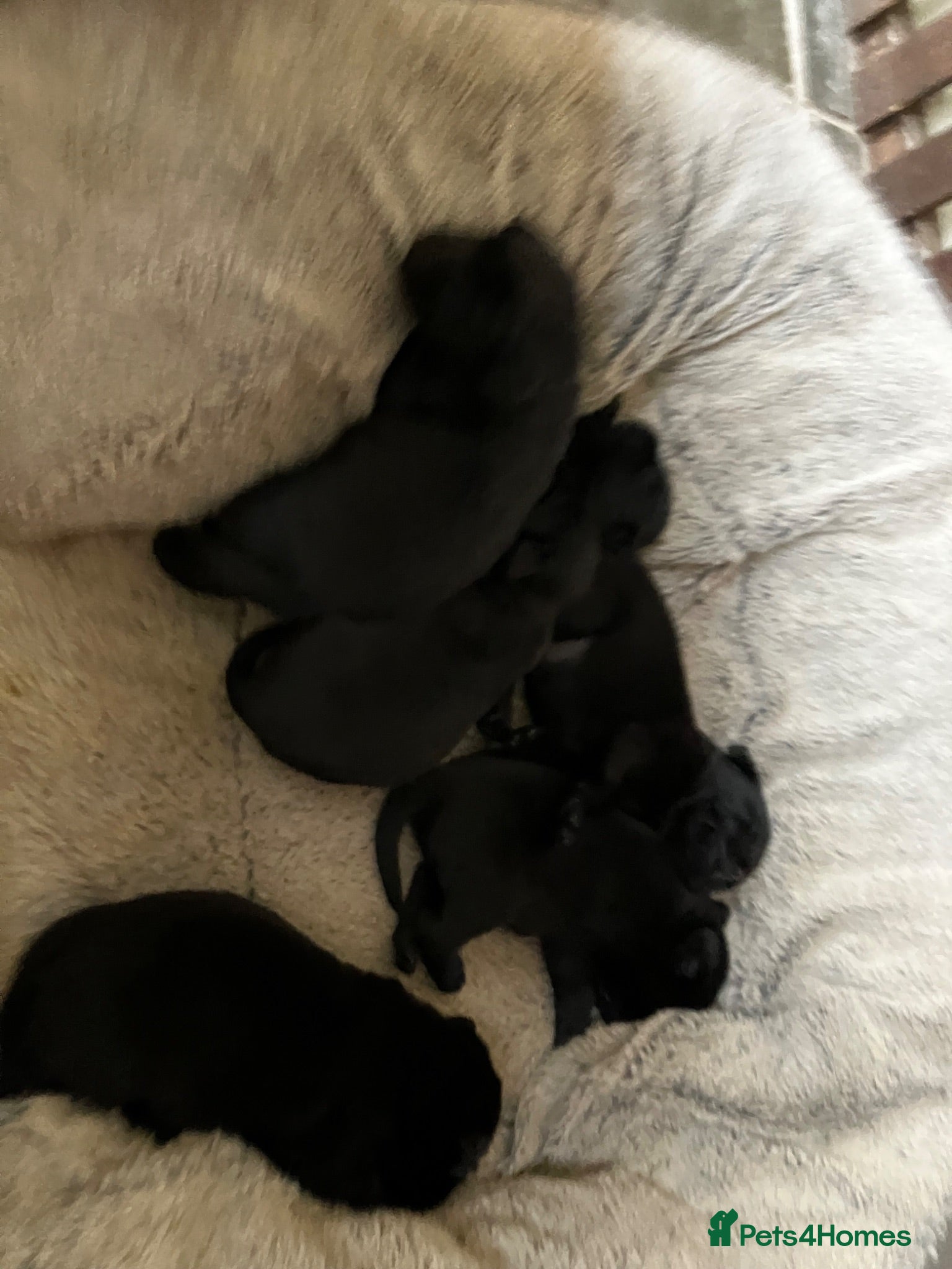 Labrador Retriever dogs Quality bred, cared for puppies. Pick of girls - Advert 1
