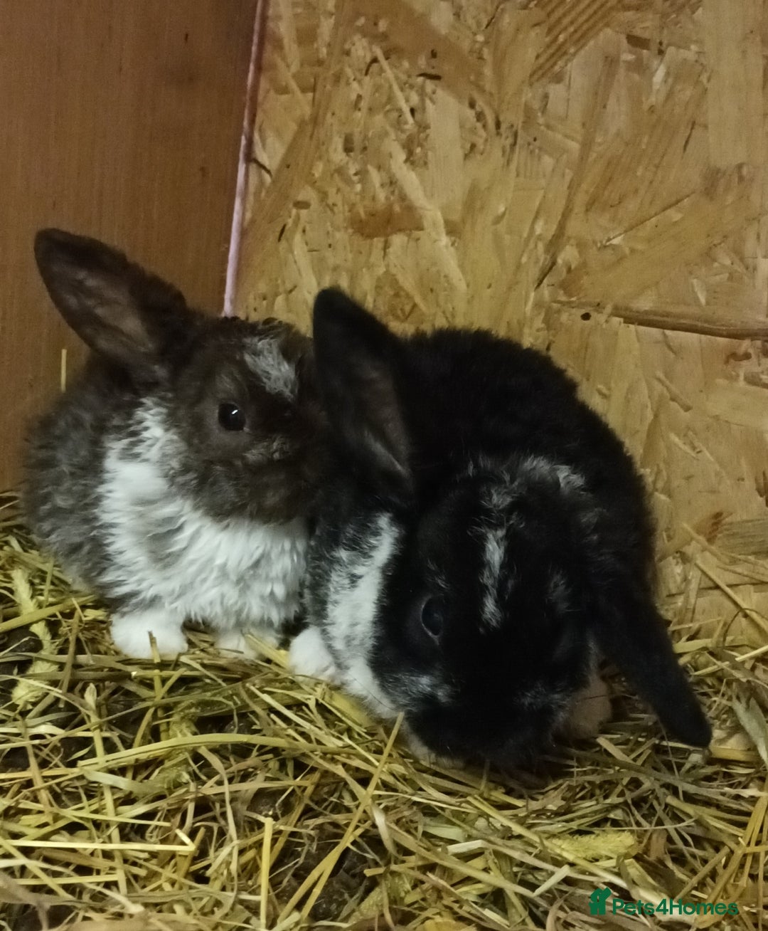 Mini Lop rabbits for sale: Plush mini lops  - Image 3