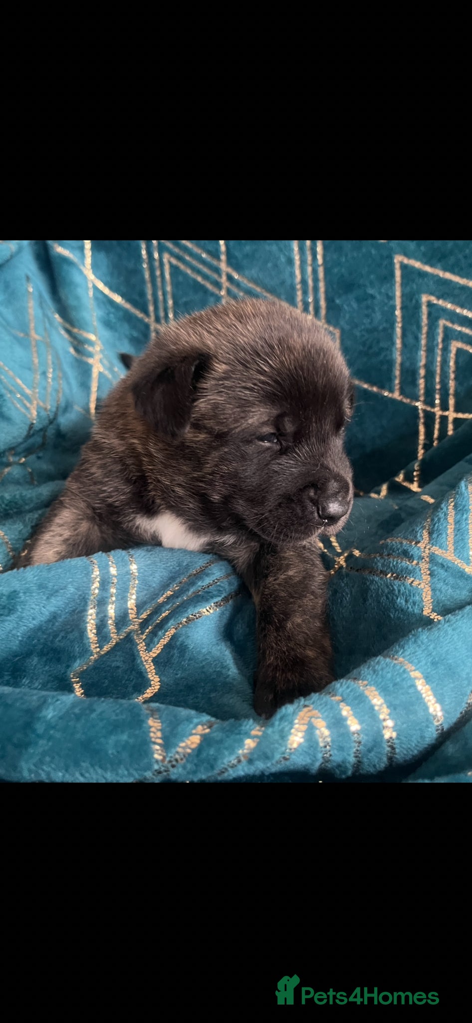 Mixed Breed dogs Akita Hybrid - Advert 4