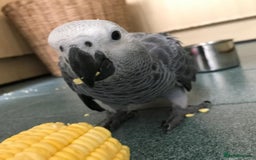 Macaws birds for sale: Purebred African Grey - Image 3