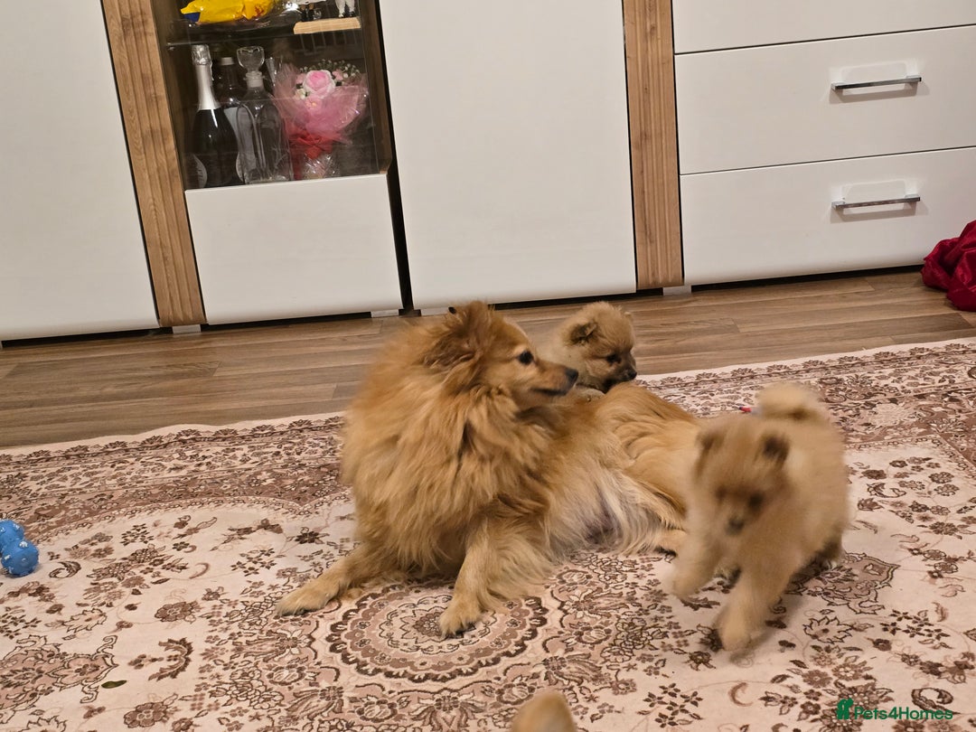 Pomeranian dogs for sale: 2 sweet little girl puppies - Advert 10