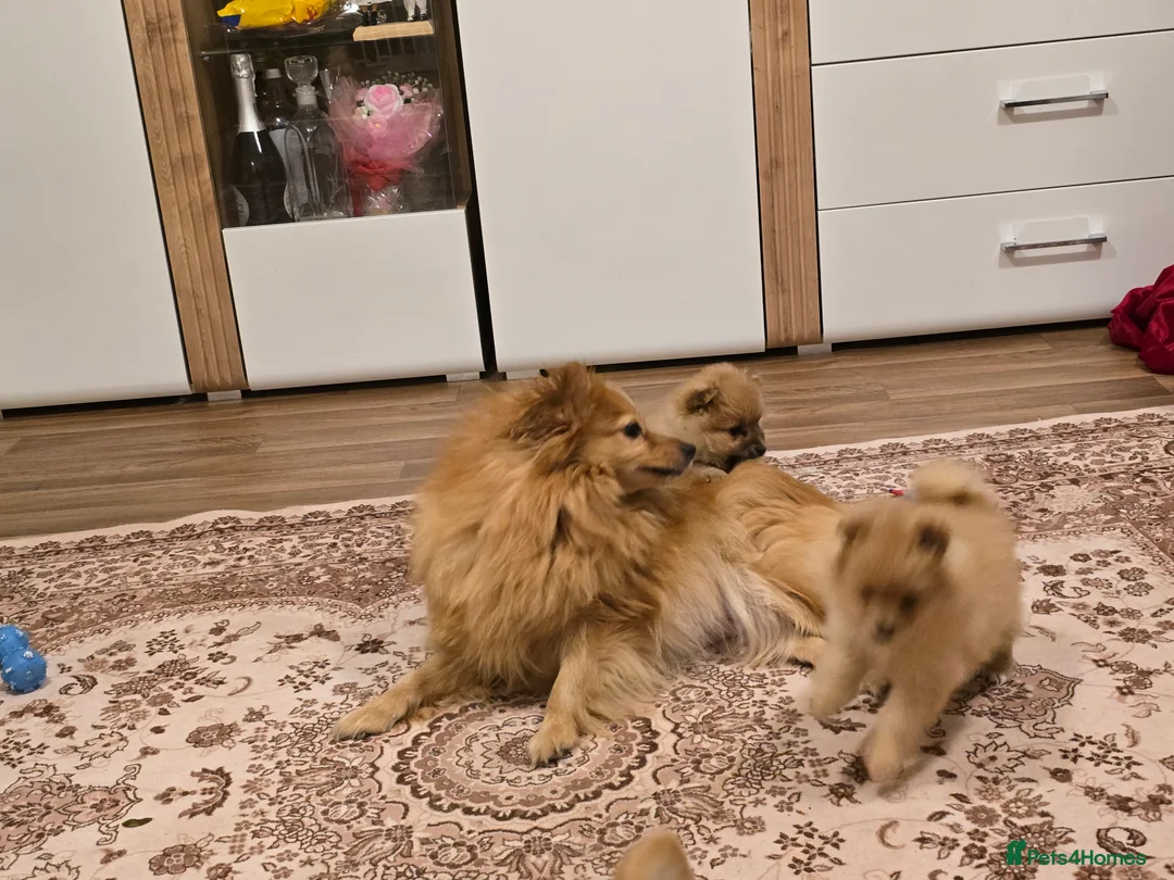 Pomeranian dogs for sale: Sold, sold 2 sweet little girl puppies - Advert 10
