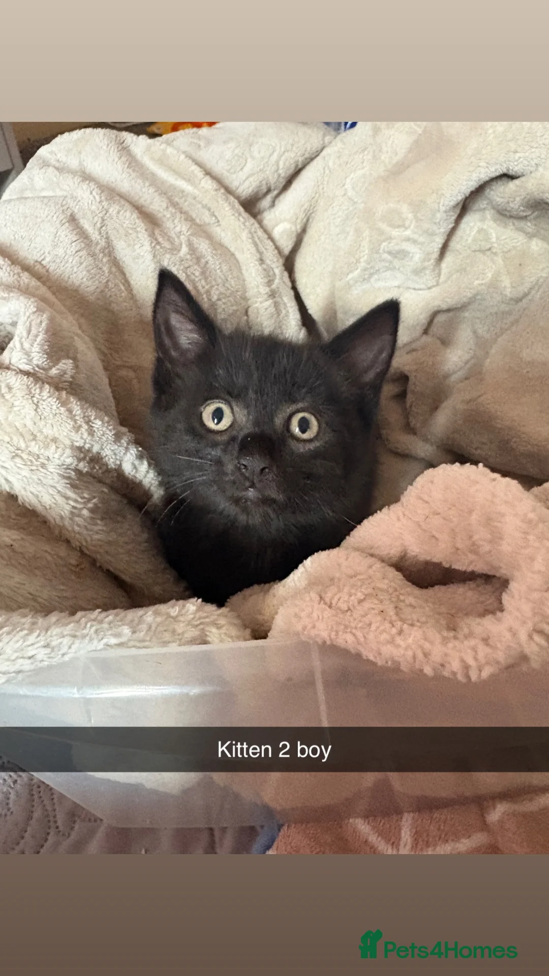 Mixed Breed cats for sale: Kittens  - Advert 8