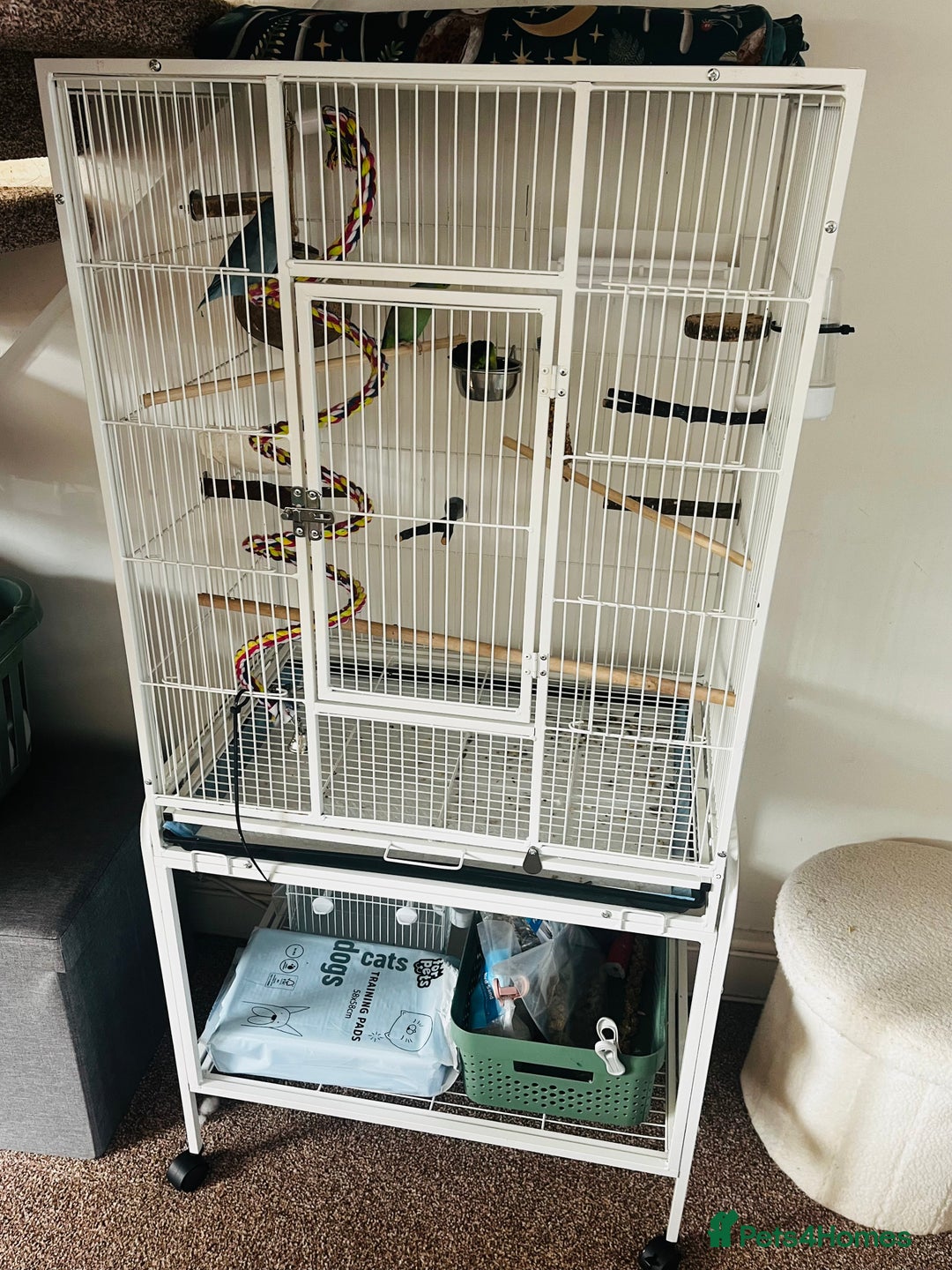 Parakeets birds for sale: Two bonded parrotlets and cage  - Image 4