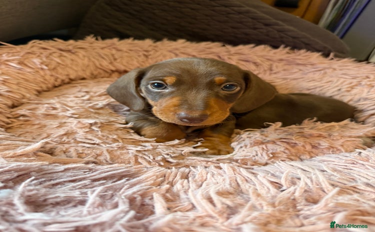Miniature Dachshund dogs - Advert 4