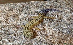 Leopard Gecko reptiles for sale: Leopard gecko and vivarium plus hides  - Image 2